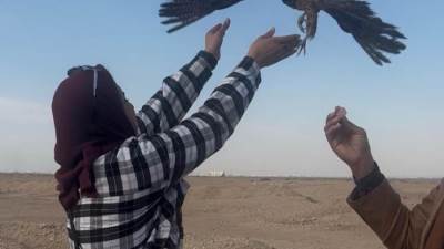 "الزراعة": إطلاق 10 صقور نادرة للطبيعة بعد إنقاذها من التجارة غير الشرعية