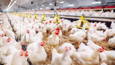 الزراعة: قريبًا إدخال الدواجن إلى البورصة السلعية لضبط أسعارها
