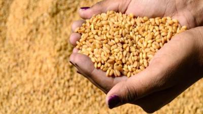 الدولة تخطط لاستلام 5 ملايين طن قمح من المزارعين 
