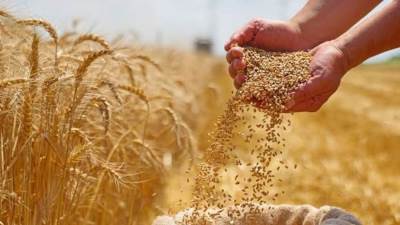 2350 جنيها للأردب.. أسعار وموعد بدء توريد القمح المحلى لموسم 2026