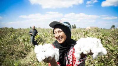 الحكومة تسعى لتدبير 70 مليون جنية لمزارعي القطن باقي مستحقات الموسم الماضي