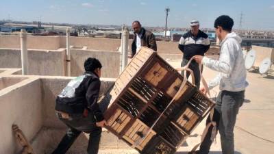 استجابة لشكاوي السكان"أكتوبر الجديدة" "الربوة": إزالة فورية لـ "عشش الحمام" المخالفة