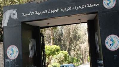 ننشر أسماء الخيول العربية المطروحة في مزاد محطة الزهراء 2 مايو 2026