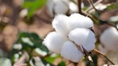 صادرات القطن ترتفع 45 ألف طن بزيادة 62% عن العام الماضي 