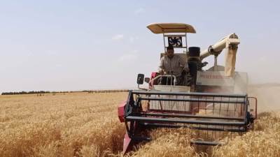 الريف المصري: نجاح زراعة القمح بمياه عالية الملوحة بمشروع الـ1.5 مليون فدان