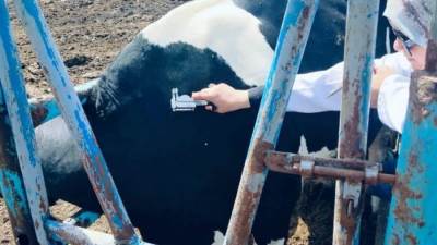 "الزراعة": تحصين أكثر من 14 ألف رأس ماشية ضد البروسيلا والسل