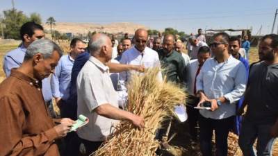 بزيادة 10%.. محافظ أسيوط: زراعة 205 آلاف فدان قمح وتوريد 67 ألف طن حتى الآن
