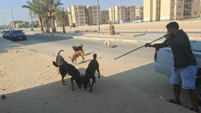 جهاز العاشر: تحصين وتعقيم ٢٤ كلبًا حرًا بالحي الثاني عشر "الزمرد"