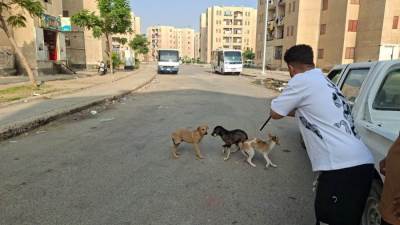 حملات مكثفة لتحصين الكلاب الضالة في لعاشر من رمضان 