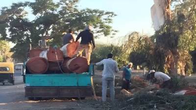 وزير الري يحيل واقعة قطع أشجار مطوبس للتحقيق.. تعرف على التفاصيل