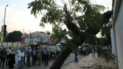 د.منال عوض تتابع مع محافظ القاهرة جهود نقل شجرة مصر الجديدة ونقلها لمكان آخر