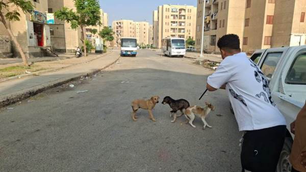 حملات مكثفة لتحصين الكلاب الضالة في لعاشر من رمضان 